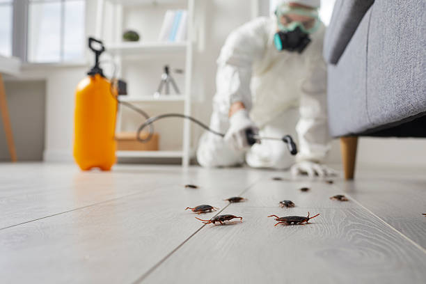 Commercial Rodent Management in Silver Springs